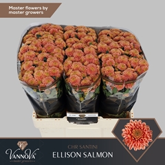 Chrysanth Santini Ellison Salmon 55cm 48gr.