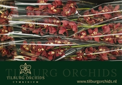 Cymbidium Priwine 60cm