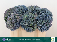 Hydrangea Royal Parade Classic 50cm 16-18cm Hd