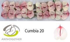 Anthurium Cumbia 9cm Hd