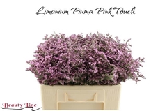 Limonium Piuma Pink Touch 50cm 20gr.