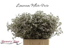 Limonium Caspium White Neto 60cm 20gr.