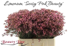 Limonium Sinense Sensy Pink Beauty 60cm 25gr.