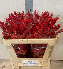 Ilex Magical Supreme Red 70cm