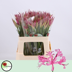 Nerine Favourite 55cm