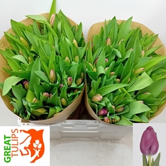 Tulip Single Furand Purple 35cm 45gr.