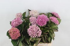 Hydrangea Revolution Classic 60cm 7-9cm Hd