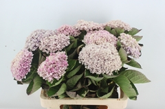 Hydrangea Revolution Blue 60cm 10-12cm Hd