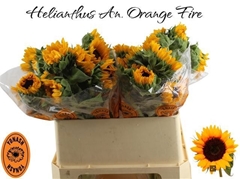 Helianthus Orange Fire 75cm