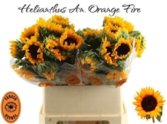 Helianthus Orange Fire 80cm