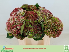 Hydrangea Revolution Classic 40cm 7-9cm Hd