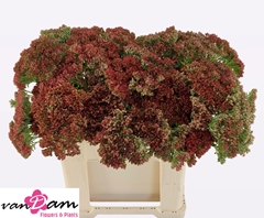 Sedum Herbstfreude 60cm