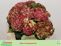 Hydrangea Revolution Classic 60cm 10-12cm Hd