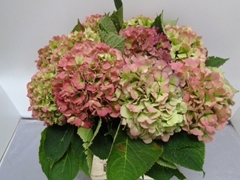 Hydrangea Verena Classic 60cm 17-19cm Hd