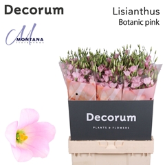 Eustoma Single Botanic Pink 70cm