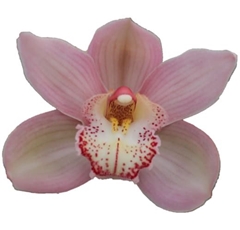 Cymbidium Reynella 80cm