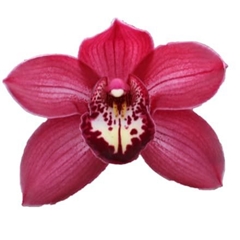 Cymbidium Barolo 60cm