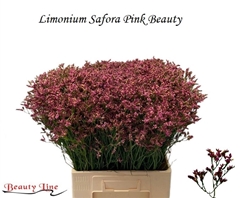 Limonium Sinense Sensy Pink Beauty 70cm 25gr.
