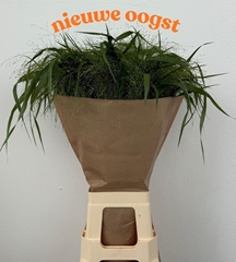 Panicum Fontaine 80cm