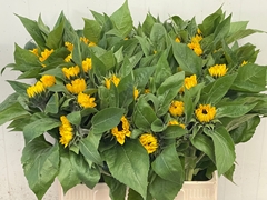 Helianthus Sunrich Orange 65cm 5cm Hd