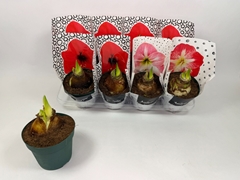 Hippeastrum Mix 14Ø 20cm