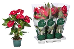 Anthurium Nevada 17Ø 55cm