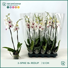 Phalaenopsis Red Lips 12Ø 75cm 2st
