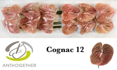 Anthurium Cognac 13cm Hd