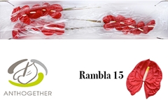 Anthurium Rambla 7cm Hd