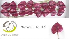Anthurium Maravilla 11cm Hd