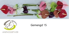 Anthurium Mix 7cm Hd