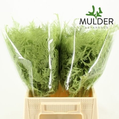 Asparagus Setaceus Painted Mint 45cm