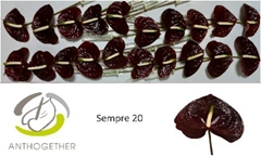 Anthurium Sempre 9cm Hd
