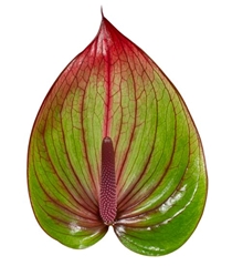 Anthurium Barika 13cm Hd