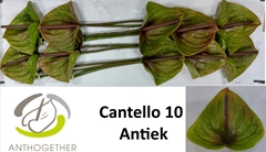 Anthurium Cantello 13cm Hd