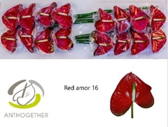 Anthurium Red Amor 11cm Hd