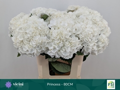 Hydrangea Royal Princess 80cm 19-21cm Hd