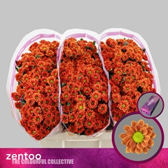 Chrysanth Santini Insta 55cm 44gr.