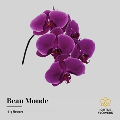 Phalaenopsis Beau Monde 55cm 7+