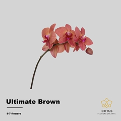 Phalaenopsis Ultimate Brown 40cm 5+