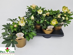 Helleborus Hgc Jasper 17Ø 33cm