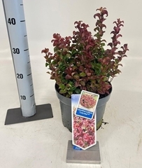 Leucothoe Curly Red 23Ø 35cm