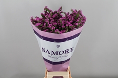 Limonium Sinuatum Rosa Sun Birds 80cm 80gr.