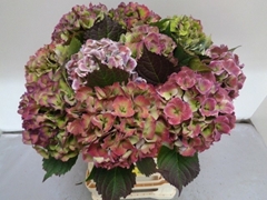 Hydrangea Royal Love Classic Blue 60cm 13-15cm Hd
