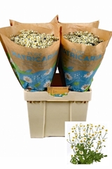 Tanacetum Parthenium Cameron 55cm