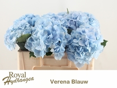 Hydrangea Verena Blue 50cm 17-19cm Hd