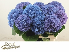 Hydrangea Pimpernel 60cm 16-18cm Hd