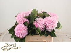 Hydrangea Royal Grandeur 50cm 16-18cm Hd