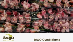 Cymbidium Master Pink 80cm