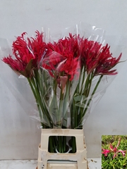 Nerine Pink Charm 80cm